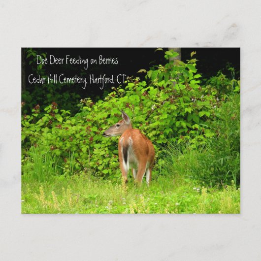 White Tails Doe Deer in Hartford, CT Postkarte (Vorderseite)