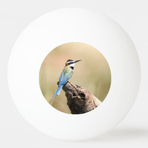 White throated Bee-eater Tischtennisball