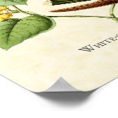 White Throated Mountain Gem Hummingbird Art Print Poster (Ecke)