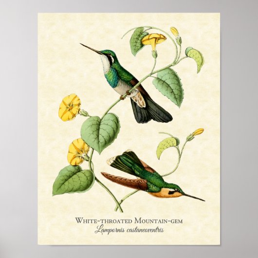 White Throated Mountain Gem Hummingbird Art Print Poster (Vorne)
