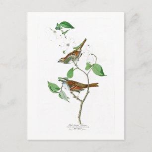White Throated Sparrow John Audubon Birds Amerika Postkarte