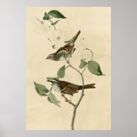 White throated Sparrow