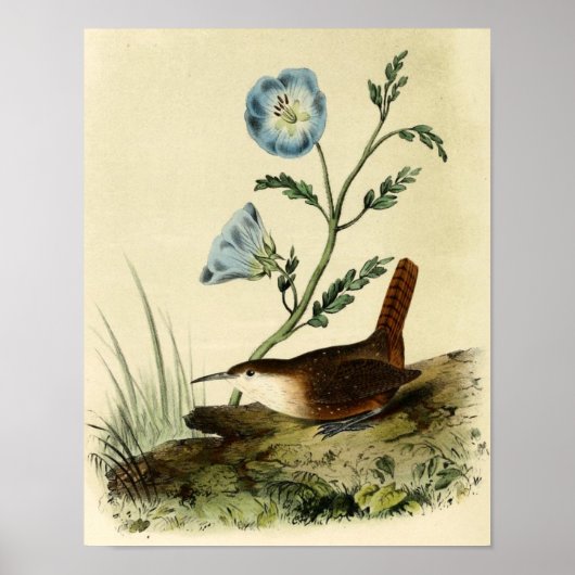 White Throated Wren Poster (Vorne)