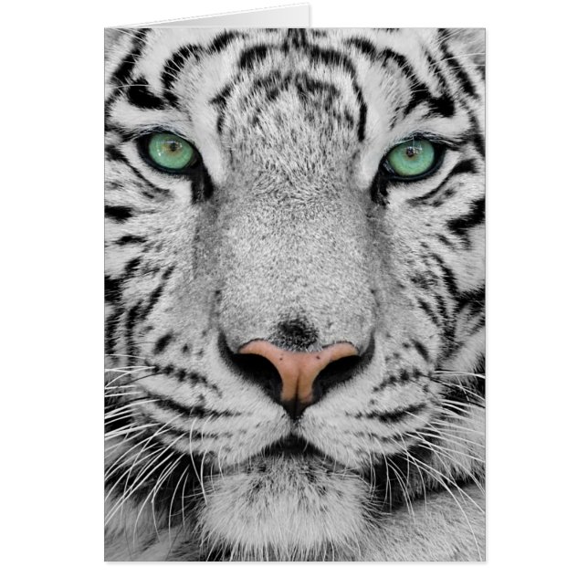 White Tiger (Vorne)