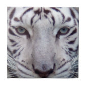 white-tiger2-10x10 fliese (Vorderseite)
