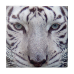white-tiger2-10x10 fliese
