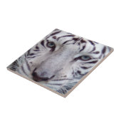white-tiger2-10x10 fliese (Seite)