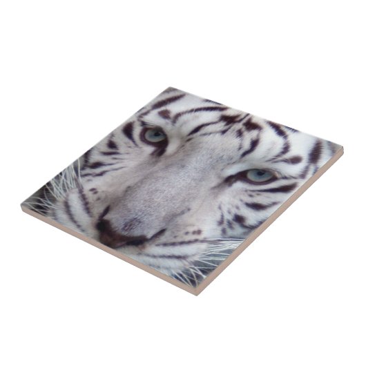 white-tiger2-10x10 fliese (Seite)