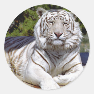 White Tiger 9 Stickers