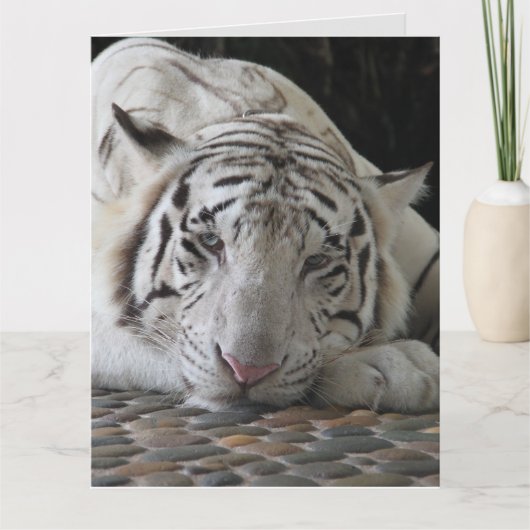 WHITE TIGER BIRTHDAY GREETING CARD KARTE (Vorderseite)