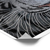 White Tiger - Casper Poster (Ecke)