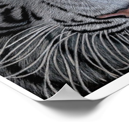 White Tiger - Casper Poster (Ecke)