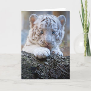 White Tiger Cub Is Paw Licking Good Karte