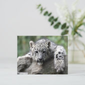 White Tiger Cub Postkarte (Stehend Vorderseite)