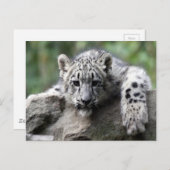 White Tiger Cub Postkarte (Vorne/Hinten)