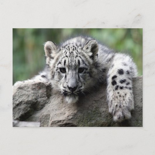 White Tiger Cub Postkarte (Vorderseite)