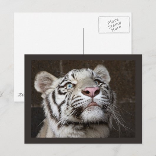 White Tiger Cub Postkarte (Vorne/Hinten)