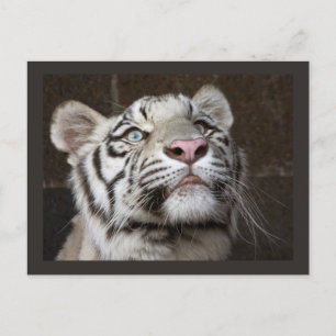 White Tiger Cub Postkarte
