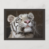 White Tiger Cub Postkarte (Vorderseite)