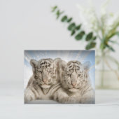 White Tiger Cubs Postkarte (Stehend Vorderseite)