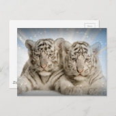 White Tiger Cubs Postkarte (Vorne/Hinten)