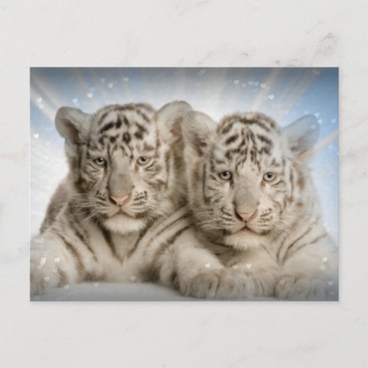 White Tiger Cubs Postkarte (Vorderseite)