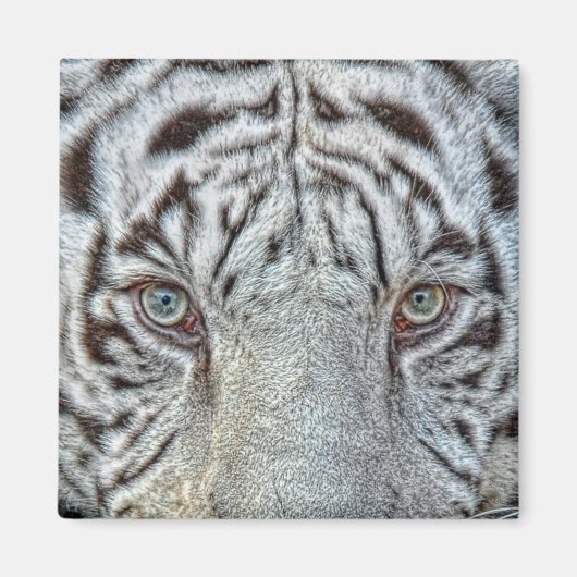 White Tiger Eyes Magnet (Vorne)