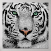 White Tiger Face Print Poster (Vorne)