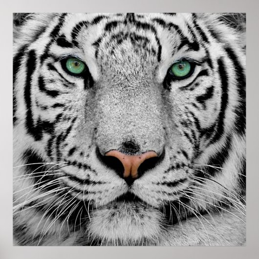 White Tiger Face Print Poster (Vorne)