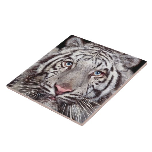 White Tiger Fliese (Seite)