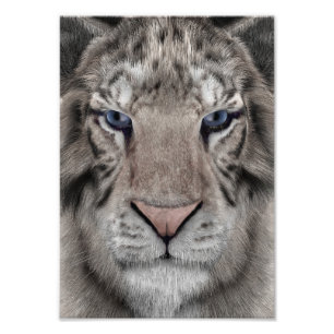 White Tiger Fotodruck