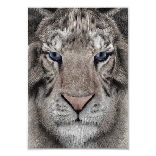 White Tiger Fotodruck (Vorne)