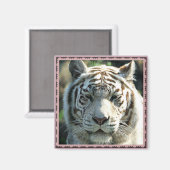 White Tiger Gerahmt Magnet (Vorderseite/Rückseite)