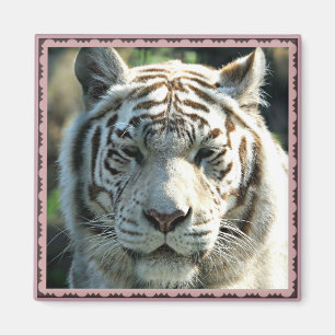 White Tiger Gerahmt Magnet