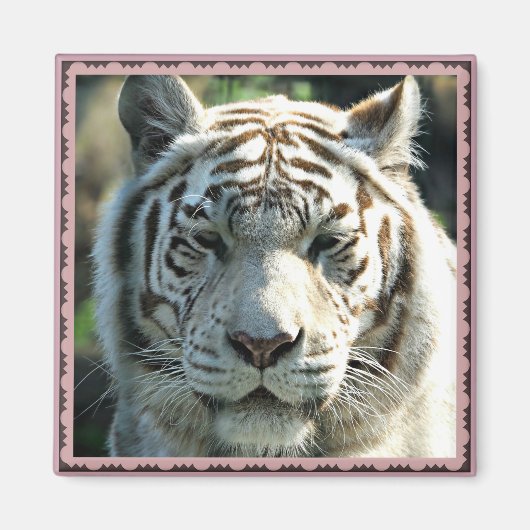 White Tiger Gerahmt Magnet (Vorne)