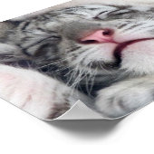 White Tiger Kitten Poster (Ecke)