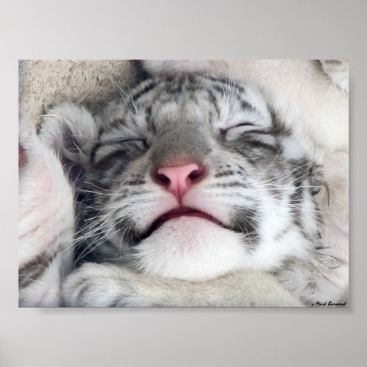 White Tiger Kitten Poster (Vorne)