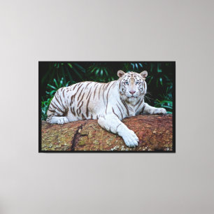 White Tiger Leinwanddruck