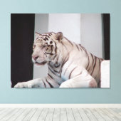 White Tiger Leinwanddruck (Insitu (Holzboden))