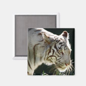 White Tiger Magnet (Vorderseite/Rückseite)