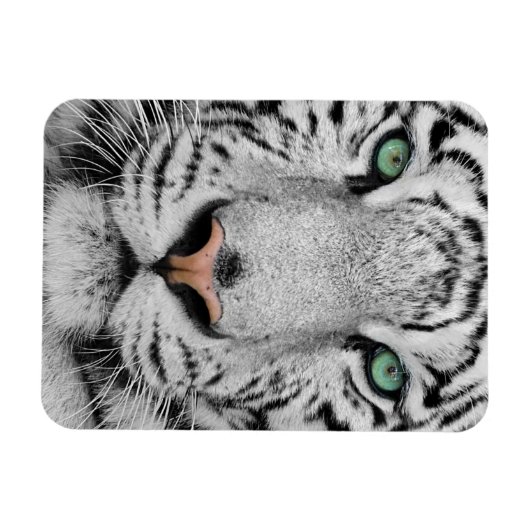 White Tiger Magnet (Horizontal)