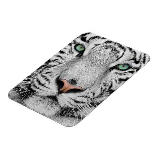 White Tiger Magnet (Linke Seite)