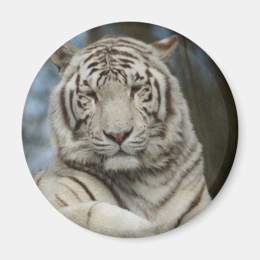 White Tiger Magnet (Vorne)