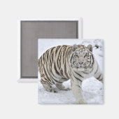 White Tiger Magnet (Vorderseite/Rückseite)