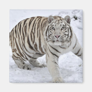 White Tiger Magnet