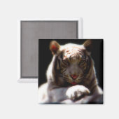 White Tiger Mirage Magnet (Vorderseite/Rückseite)