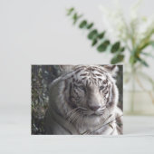 White Tiger Nah-up Postkarte (Stehend Vorderseite)