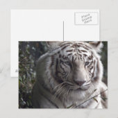 White Tiger Nah-up Postkarte (Vorne/Hinten)