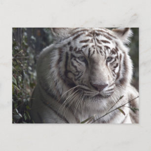 White Tiger Nah-up Postkarte