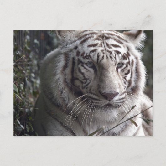 White Tiger Nah-up Postkarte (Vorderseite)